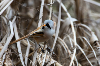 Во все стороны усы ) / Самец усатой синицы в среде обитания