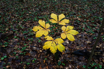 Золотое Кольцо / ***