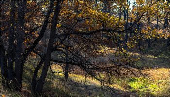 Солнечный день осени / ***