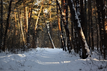 Вечер в сосновом бору / Зимний сюжет из Подмосковья 2017 год.