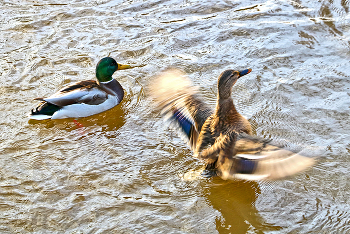 Танцы на воде / ***