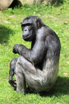 Братья наши меньшие… / ***