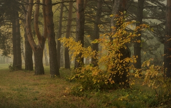 Осеннее утро / Сосновая аллея