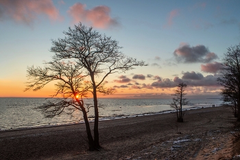 Вечерний променад............. / Санкт-Петербург. Комарово. Ноябрь
