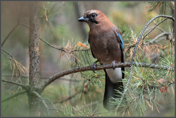 Красотка из чащобы / Сойка. Челябинский бор