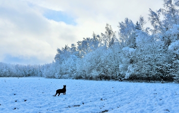 &quot;Зима пришла, хоть осень на дворе ...&quot; / &quot;Зима пришла, хоть осень на дворе!
 А снегу сколько! И какой красивый!
 Деревья в шапках, ветки в бахроме,
 Стоят себе, раскинувшись лениво ...&quot;
 И.Расшивалова