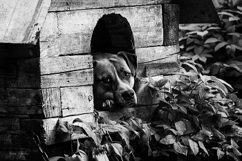 жил-был пёс... / просто фотка