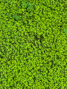 Зеленхоз / 2025 / Мобильная фотография / iPhone 13 Pro