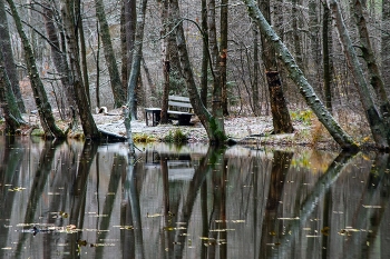 Предэимье............. / Санкт-Петербург. Осиновая Роща. Ноябрь