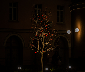 ночное деревце / дерево , ночной вид