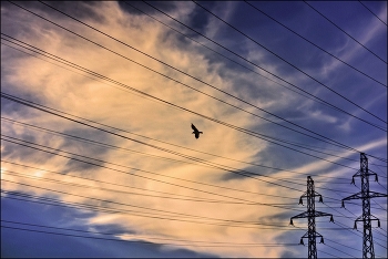 Птица... / ...недалеко от М. Волжская.