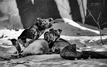 Беспризорники / просто фотка