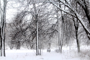 Графика зимы / В парке