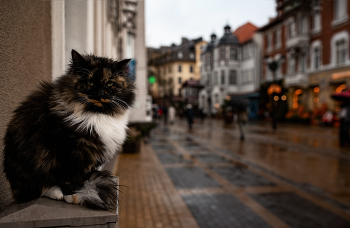 Сторожила... / Нигде не видела столько трёхцветных кошек, как в Зеленоградске, бывший прусский Кранц . Сидит в начале Курортного проспекта.., вальяжно, по-хозяйски наблюдает за прохожими..)