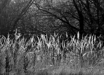 В паутине-тени облетевших ветвей... / ***