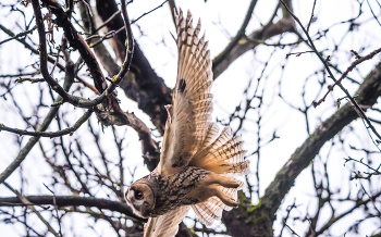 Ушастая сова. / ***