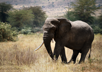 Портрет слона. / Танзания, парк Нгоронгоро.