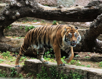 Забияка / ***