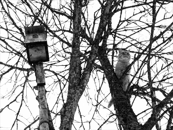 Жизнь вокруг / ***