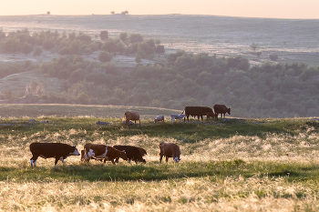 Степные картинки / ***