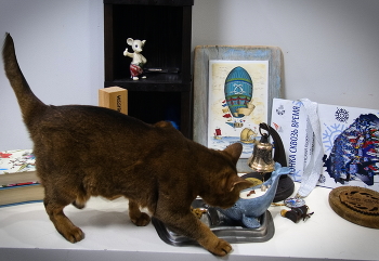 Пока хозяева ищут зиму / Пока хозяева кошки ищут зиму, я уговорила её поучаствовать в котонатюрморте с мотивами путешествий. Да, где-то в Хибинах уже настоящая зима и лыжные гонки

Whereas the Autumn is in its difficult period here, the cat has sent the sportsmen to go skiing to the North... and I asked the cat to be a part of still life