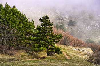 Крымская сосна / Крым, Северный Демерджи