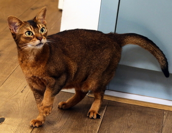 Моя знакомая / Моя знакомая и подшефная кошечка абиссинской породы