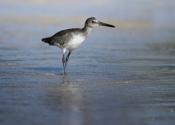 Willet (Tringa-semipalmata) / Willet (Tringa-semipalmata)