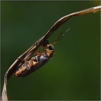 Скромный завтрак. / Главное вовремя подкрепиться.