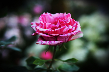 В Монастырском саду. / Благолепие.