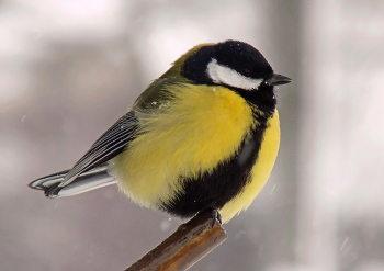 Синица / Птица большая синица