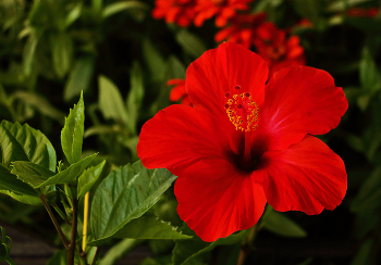 Гибискус / ***