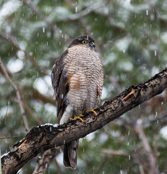 Ястреб перепелятник / Самец.