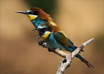 Что мы вчера ели?! / Золотистая щурка. Погадка-избавление от остатков непереваренной пищи, крыльев, ножек и ...хвостов )