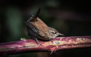 Озорной / По количеству забавных поз, которые может принимать крапивник, с ним, пожалуй, не может сравниться никакая другая птица. И лично для меня это в итоге превращается в проблему, т.к. из множества кадров серийной съемки с одной фотосессии очень сложно выбрать для публикации какой-то один - все они нравятся, все они славные. А про хвостик крапивника так вообще молчу.