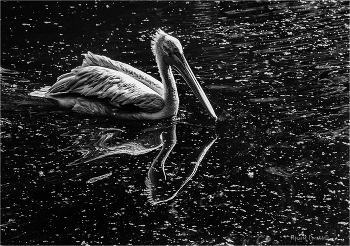 &nbsp; / просто фотка