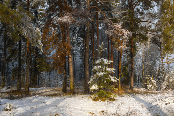 Первый снег. Серково. / Интимный пейзаж