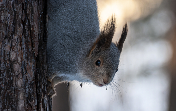 Белка - чудо кареглазое. / ***