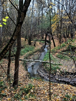 река Битца в Ясеневском лесопарке / ***