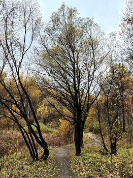 Ясеневский лесопарк / ***