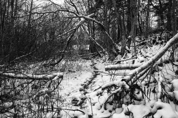 Жизнь вокруг / ***