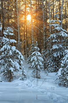 Вечерняя, зимняя тайга / ***