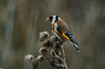 Щегол / Щегол