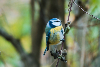 Лазоревка / Птица лазоревка