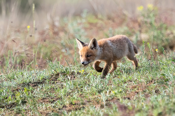 Крадётся / ***