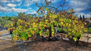 &nbsp; / Castellvell del Camp - figuera a la tardor - Baix Camp