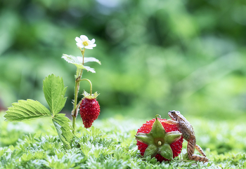 Одну ягодку беру, на вторую смотрю... / Одну ягодку беру, на вторую смотрю...