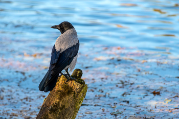 Гатчина. Осень. / ***