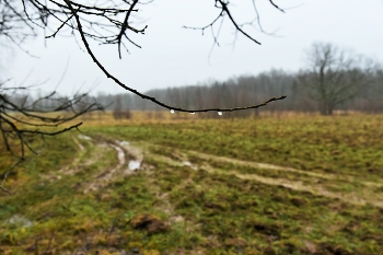 &quot;Декабрь, промозглость дня с утра встречает нас ...&quot; / &quot;Такая безнадежная усталость, 
 Как будто душу выпили до дна ...&quot;
 И.Расшивалова