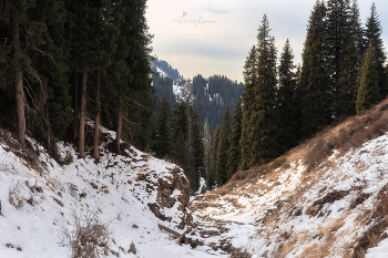 Горными тропами... / Бутаковское ущелье
Алматинские горы